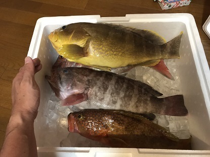 平戸魚415.JPG